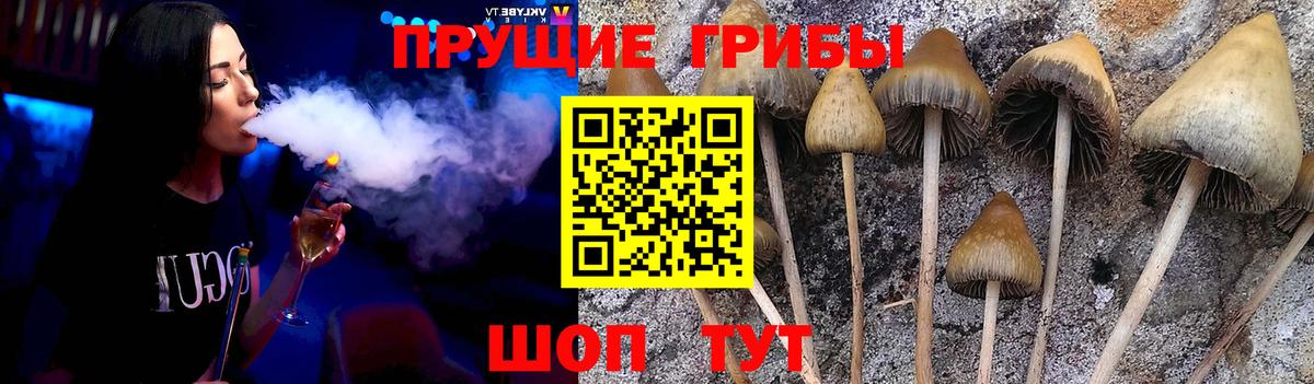 Галлюциногенные грибы Psilocybe Воткинск